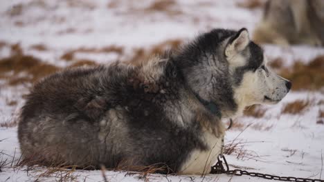 Sled-dog-sitting-in-the-snow