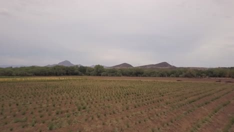 view from a drone flying and slowly ascending over a plantation in mexico during a cloudy day