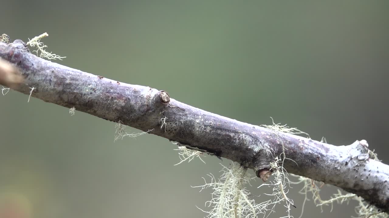 수컷 웅장한 벌새가 아마존 열대우림의 나뭇가지에 착륙합니다.