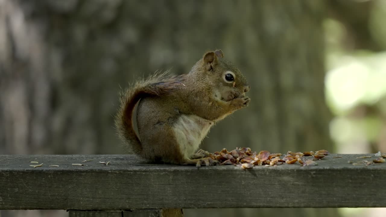 Un simpatico scoiattolo rosso o un chipmunk seduto su una staccionata di legno mentre mangia semi