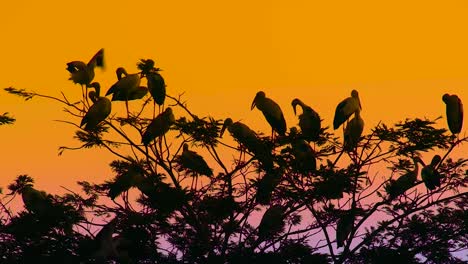 Silhouette-Asiatischer-Storch-Zugvögel-Auf-Baum-Bei-Orange-Sonnenuntergang