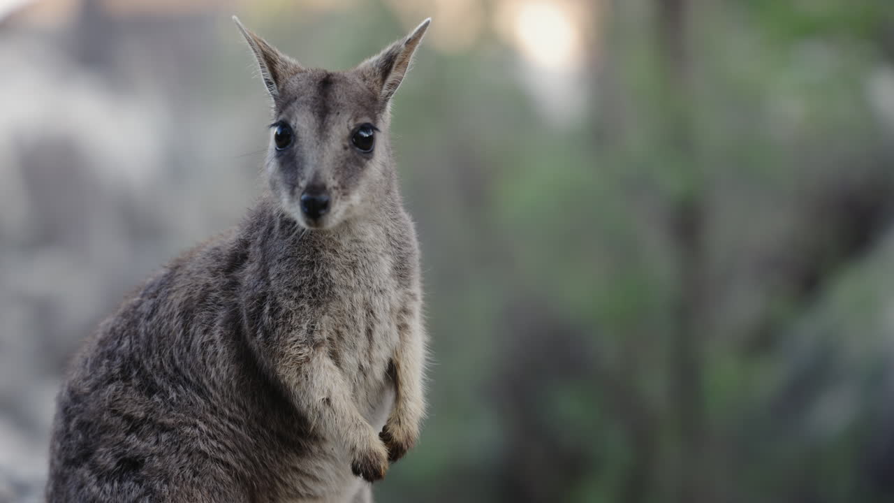 wallaby en granito gorge en atherton tablelands, australia