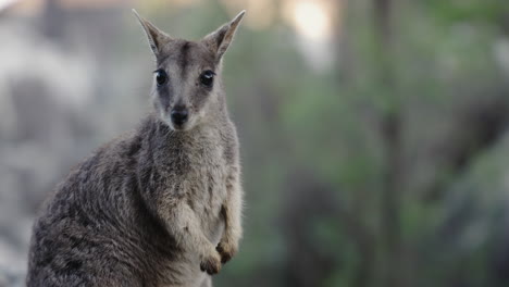 Wallaby-at-Granite-Gorge-in-Atherton-Tablelands,-Australia