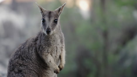 wallaby at granite gorge in atherton tablelands, australia