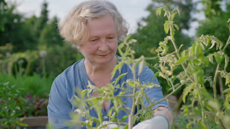 Elderly-woman-takes-care-of-green-plants-in-garden,-close-frontal-view