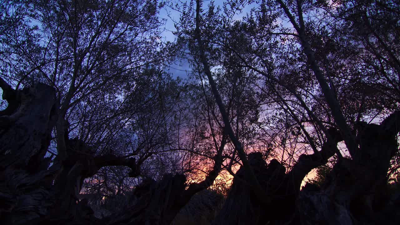 Push-in shot through the branches of an ancient olive tree, revealing the vibrant sunrise and colorful blue hour in Palma de Mallorca, Islas Baleares, Spain