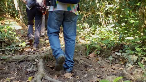 trekking amazónico, tour por la selva tropical