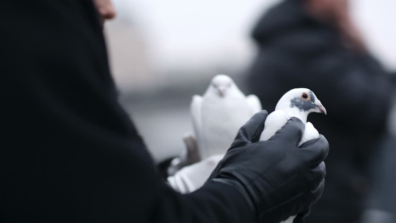 손 에 비둘기 를 들고 있는 여자