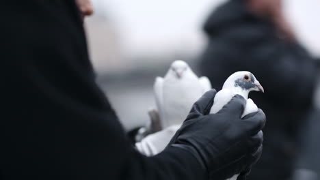 Woman-holding-a-dove-in-her-hands