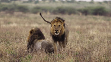 Leones-En-Pastizales-En-La-Reserva-De-Caza-Del-Kalahari-Central,-Uno-Acercándose-Lentamente-Hacia-La-Cámara