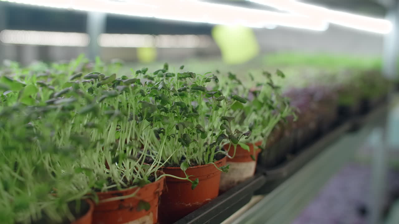 Fresh Microgreens in Pots