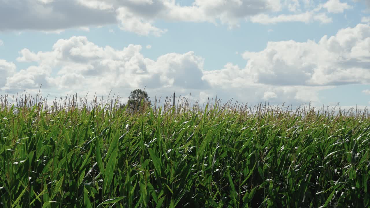 A lush green cornfield under a bright sky with fluffy clouds, capturing the beauty of agriculture and rural life. Ideal for themes related to farming, nature, crops, and summer landscapes.