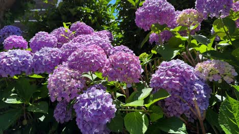 Vibrant-pink-hydrangeas-in-full-bloom-on-a-sunny-day