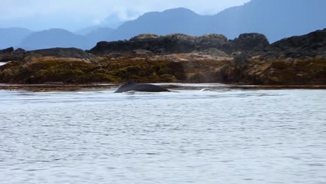 a single humpback whale that dives extremely close to the steep shore of a small rocky island in alaska on a rainy day