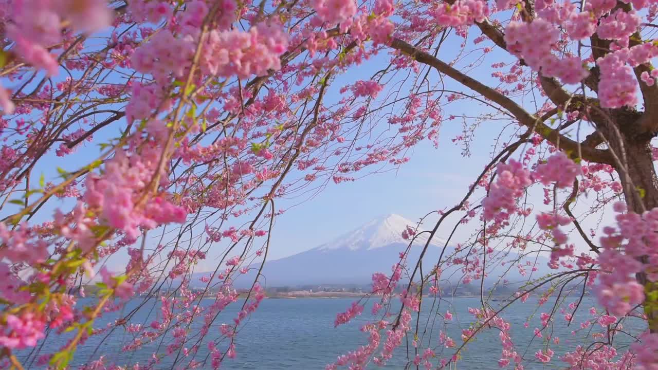 日本の静岡県の日の出の春の桜と富士山。 | 無料写真
