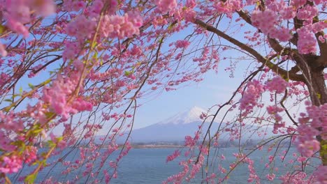 view of lake kawaguchi and mount fujiyama through blooming sakura trees, japan