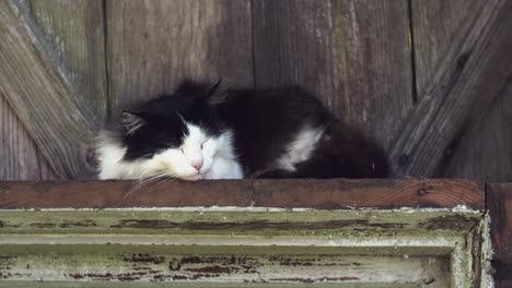 cat resting, dozes off and yawn outdoors