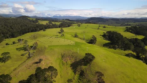 flying over new zealand farm land in the north island