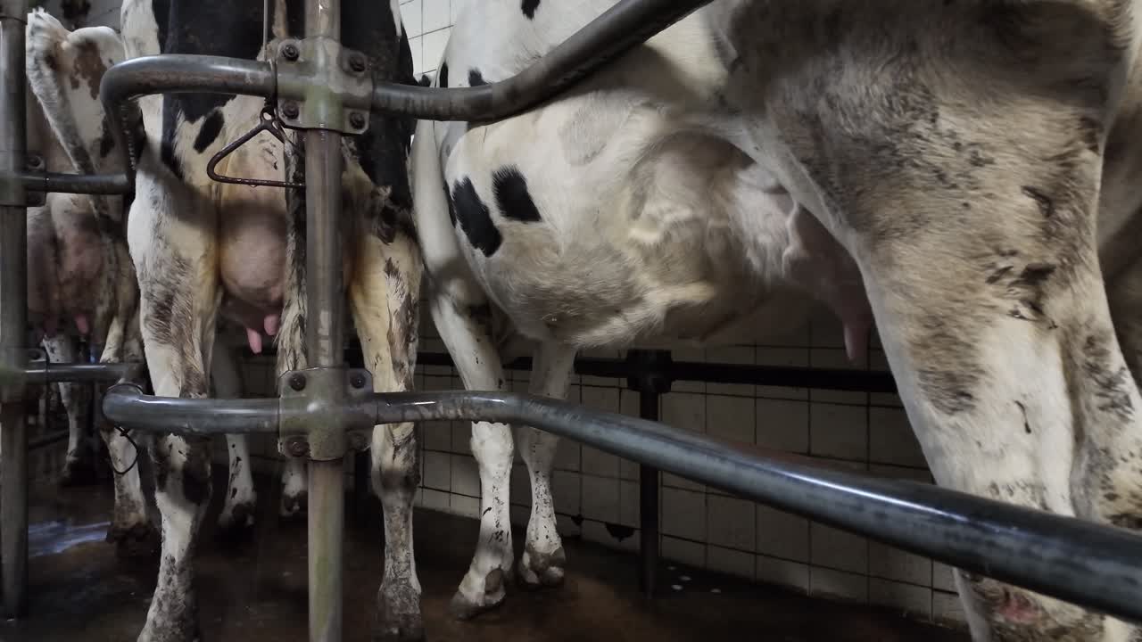 Slow motion shot of dairy cows standing inside a milking facility, showing legs and full udders before milking