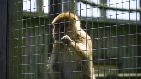 slow motion of monkey that is acting like a human prisoner behind bars holding on to the cage thinking about life how to get out depressing stressful situation unnatural habitat exotic animal