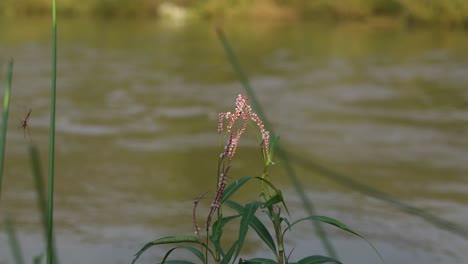 Primer-Plano-De-Una-Planta-De-Flores-Cerca-De-Un-Río-Que-Fluye