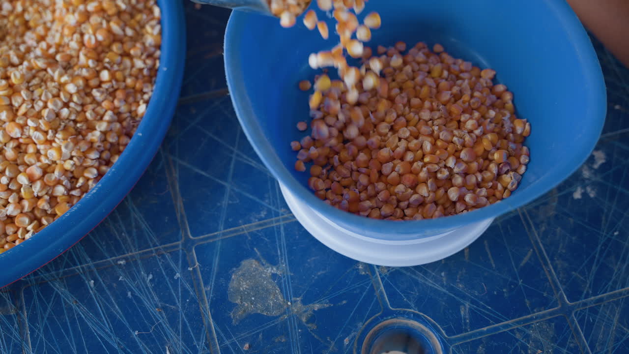 Cuoco casalingo di colore che misura il mais in una ciotola blu, che porziona i chicchi sul bancone della cucina, luce solare sui chicchi dalla texture marcata, movimento accurato della mano, preparazione per la conservazione in dispensa, scena domestica rurale