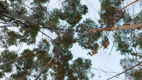 slow motion closeup upwards view from the forest floor passing tall trees and branches at sunset