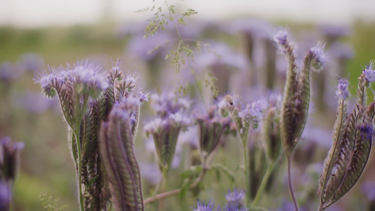 la abeja trabaja en el prado de flores de phacelia durante el verano.