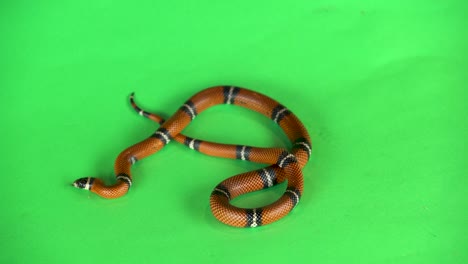 coral snake on green background