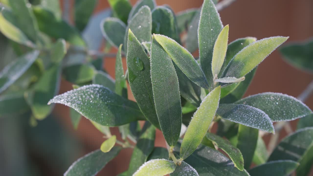 cerca de las hojas de los brotes del arbusto de mariposa