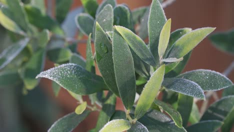 Primer-Plano-De-Las-Hojas-De-Budlea-Del-Arbusto-De-Mariposas