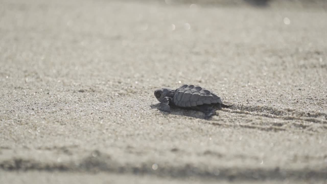 Moment a newly hatched sea turtle, an Olive Ridley, scrambles across a sandy beach in Oaxaca, Mexico, making its perilous, instinctive journey toward the vast Pacific Ocean