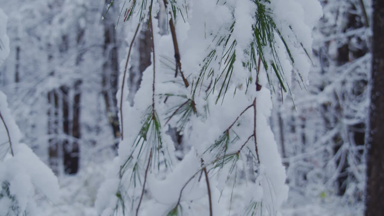 agujas de pino cubiertas de nieve recién caída