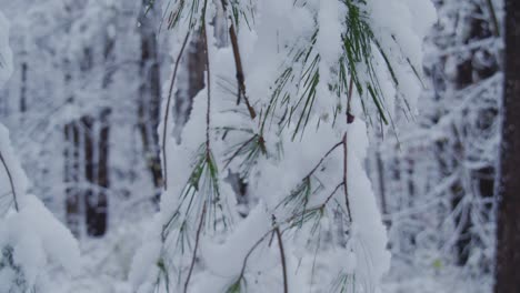 新落雪覆盖的松树针