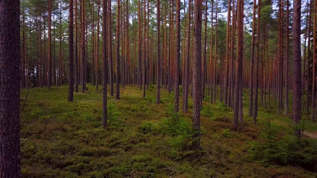 Wild pine forest with green moss and heather under the trees, slow aerial shot moving low between trees, sunny autumn day, sunrays and shadows, wide angle drone shot moving backward