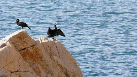 ave marina cormorán sobre alas de secado de roca - españa mediterránea