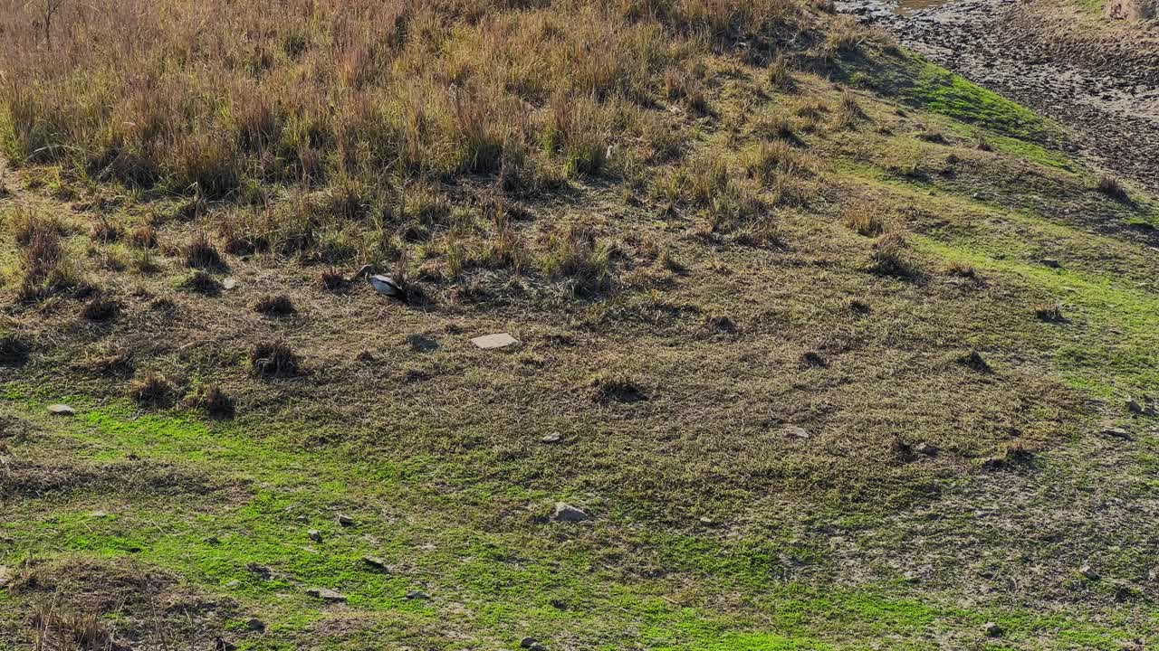 Asian openbill stork walking slowly across dry grassland slope with patches of green vegetation, captured in natural habitat under warm daylight conditions