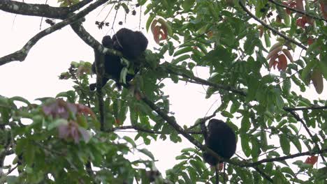 familia de gibones siamang durmiendo y relajándose en un árbol en la selva tropical