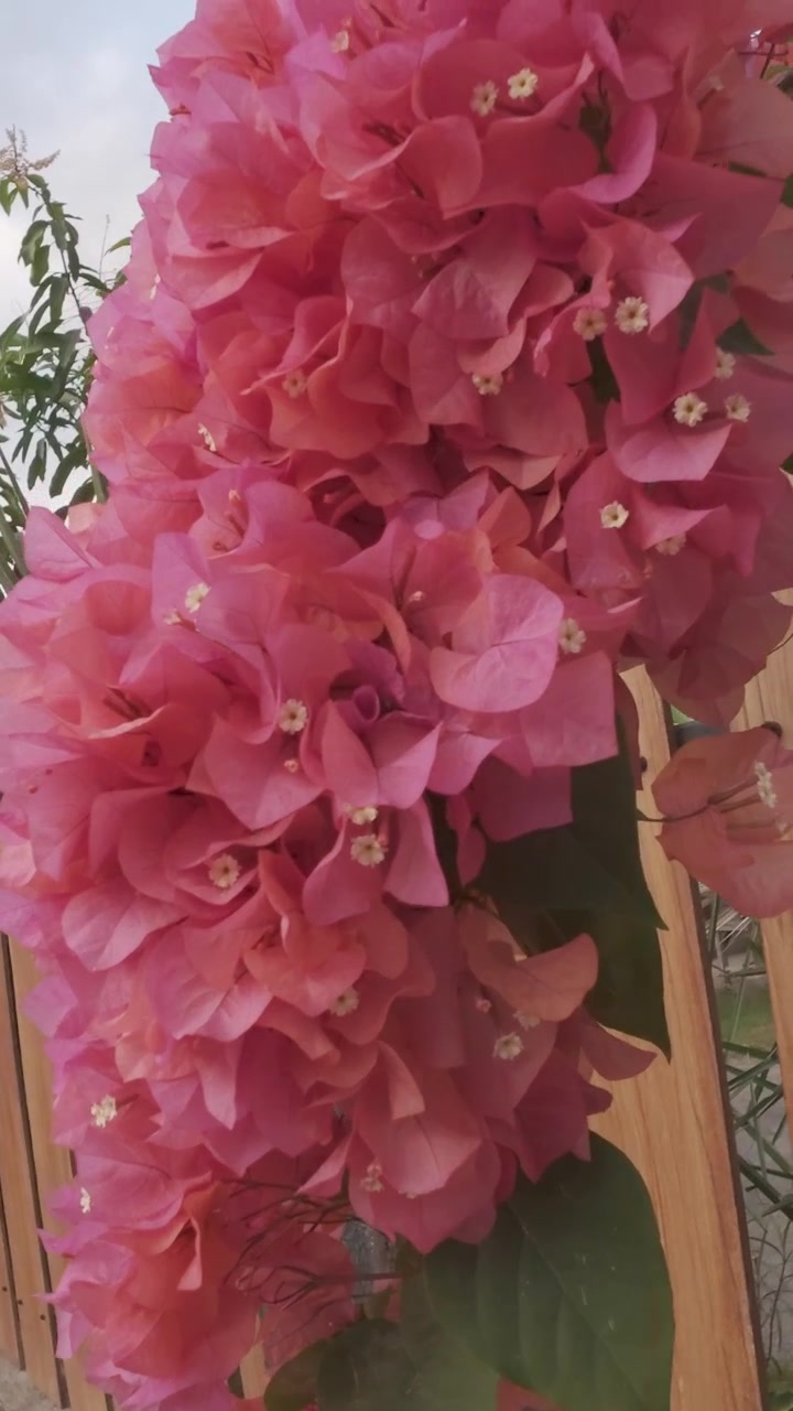 Vibrant Pink Bougainvillea Flowers Blooming Against a Wooden Fence