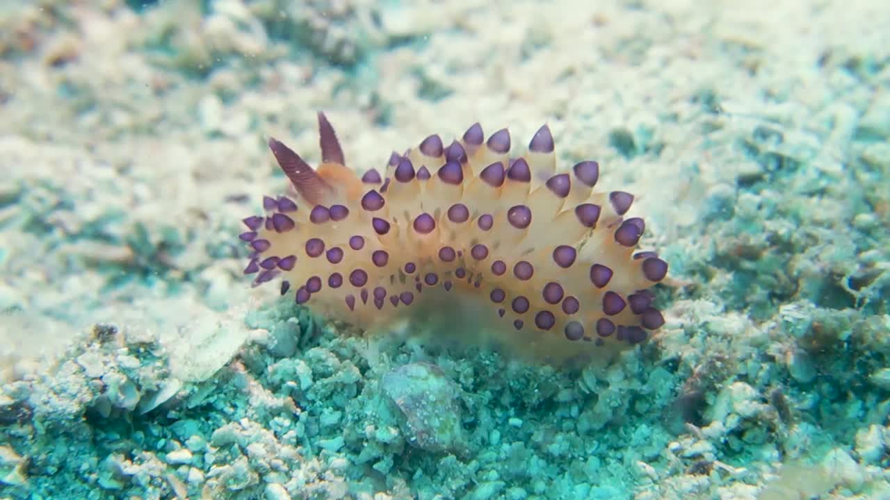 Colorata lumaca di mare Janolus nudibranchia si muove rapidamente sulla sabbia in forte corrente