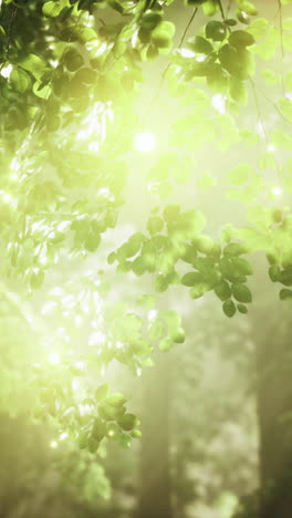 sunlight shining through green leaves in a forest