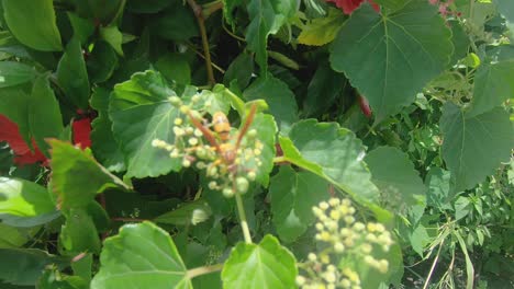 Close-up-of-a-honey-bee-pollinating-flowers-amongst-green-leaves-then-flying-away