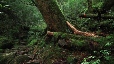 green moss, mononoke green forest , 4k slow