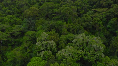 Disparo-De-Dron-Ascendente-Que-Revela-El-Exuberante-Dosel-De-Un-Bosque-Verde-Desde-Las-Copas-De-Los-árboles