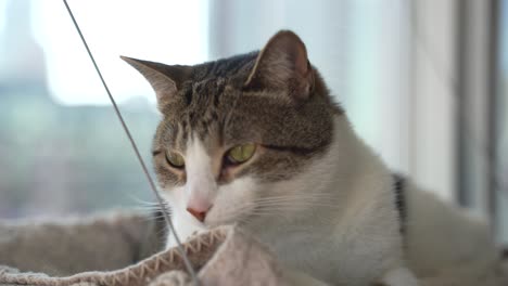 el gato acostado en la hamaca es perfecto.