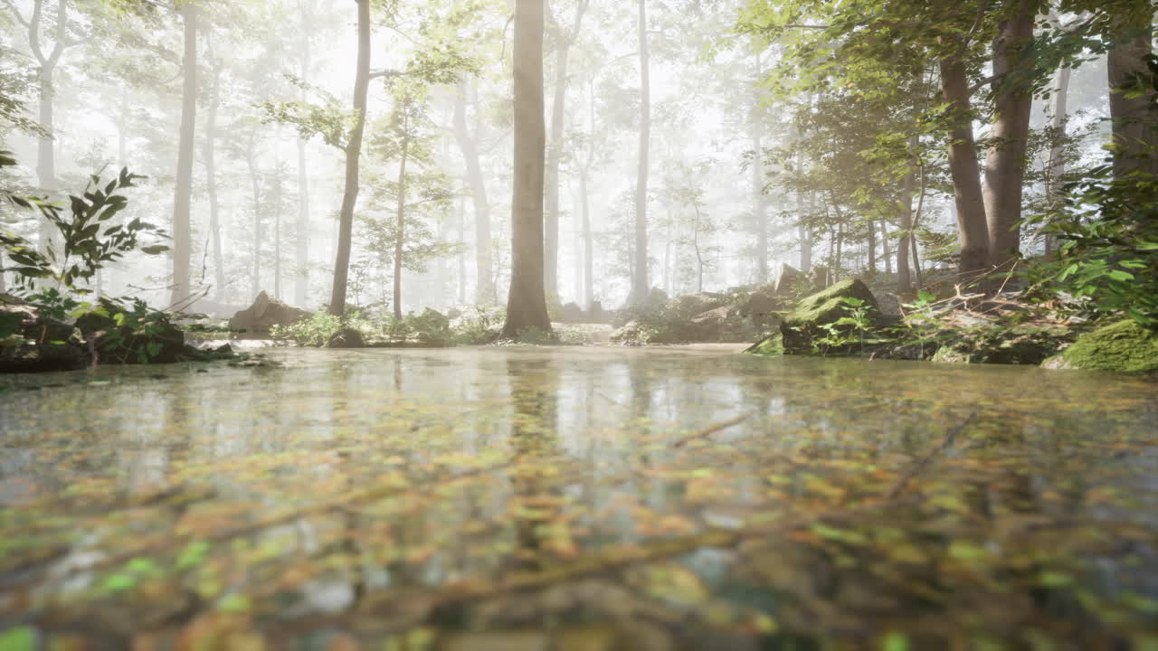 안개 와 빛 이 있는 조용 한 숲 길