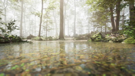 tranquil forest path with fog and sunlight