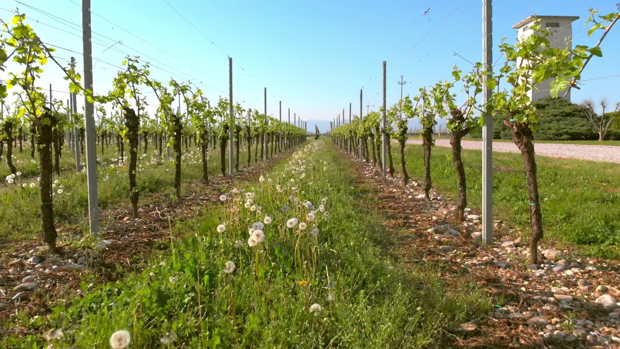 Inquadratura dal basso verso l'alto lungo filari di viti con denti di leone che sbocciano nel sentiero erboso del vigneto