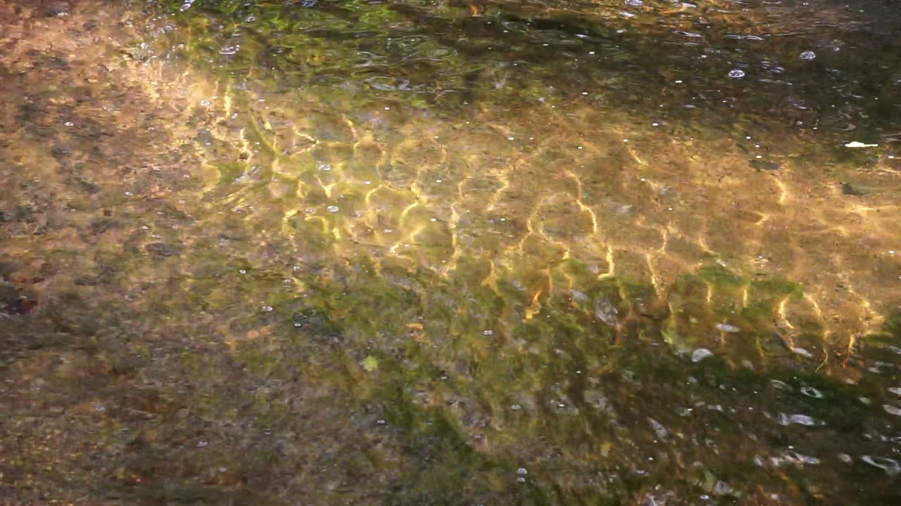 흐르는 물과 빛의 굴절 패턴이 개울에서 움직입니다.
