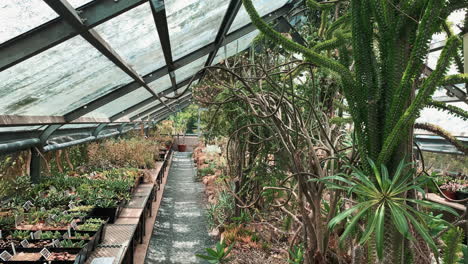 succulent greenhouse, panning shot right to left